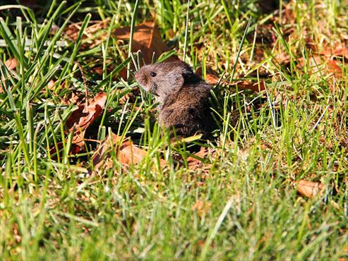 Vole in lawn